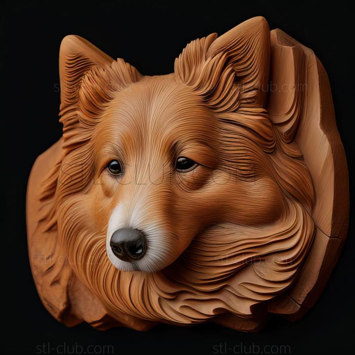 st Sheltie dog